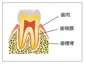 歯の構成